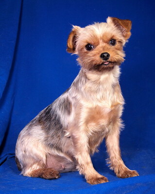 COCO CHANEL - R E S E R V I E R T !!!!! sehr freundlich, anhänglich, verschmust, lebhaft, aufgeweckt, katzenverträglich, anfangs etwas ängstlich, Yorkshire Terrier - Hündin