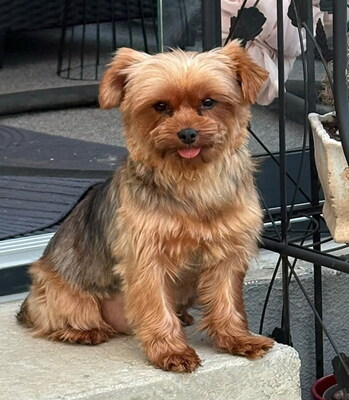 COCO CHANEL - freundlich, anhänglich, verschmust, ruhiges Wesen, katzenverträglich, anfangs ängstlich, Yorkshire Terrier - OÖ - Hündin