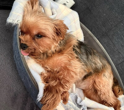 COCO CHANEL - freundlich, anhänglich, verschmust, ruhiges Wesen, katzenverträglich, anfangs ängstlich, Yorkshire Terrier - OÖ - Hündin