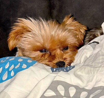 COCO CHANEL - freundlich, anhänglich, verschmust, ruhiges Wesen, katzenverträglich, anfangs ängstlich, Yorkshire Terrier - OÖ - Hündin