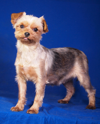COCO CHANEL - sehr freundlich, anhänglich, verschmust, lebhaft, aufgeweckt, katzenverträglich, anfangs etwas ängstlich, Yorkshire Terrier - Hündin