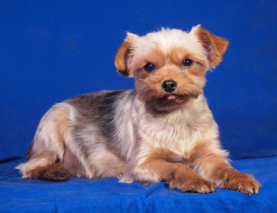 COCO CHANEL - sehr freundlich, anhänglich, verschmust, lebhaft, aufgeweckt, katzenverträglich, anfangs etwas ängstlich, Yorkshire Terrier - Hündin