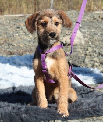 COCO, Mischling Welpen - Hündin