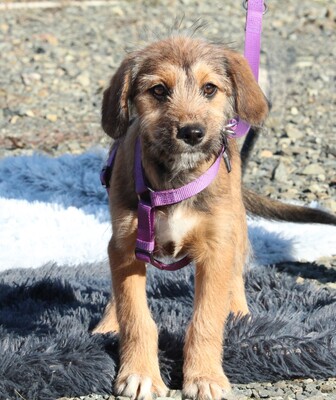 COCO, Mischling Welpen - Hündin