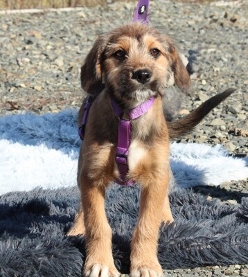 COCO, Mischling Welpen - Hündin