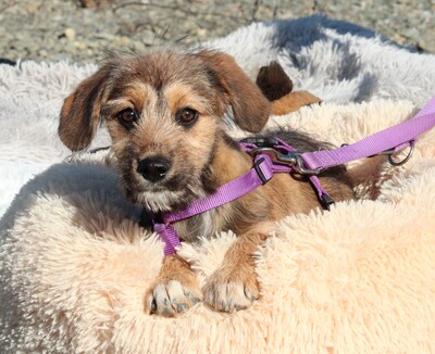 COCO, Mischling Welpen - Hündin