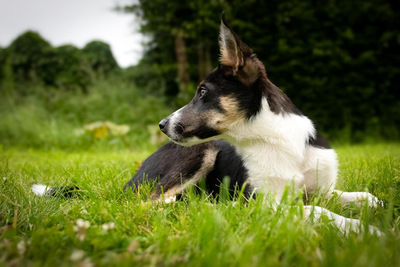 COILLE, Border Collie Welpen - Rüde