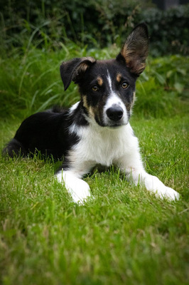 COILLE, Border Collie Welpen - Rüde