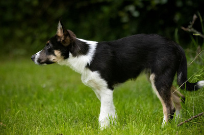 COILLE, Border Collie Welpen - Rüde