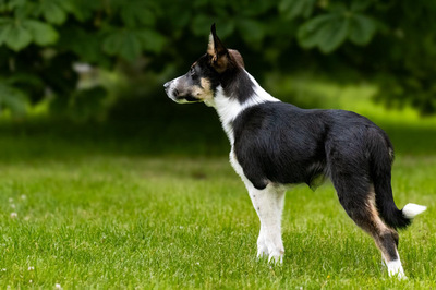 COILLE, Border Collie Welpen - Rüde