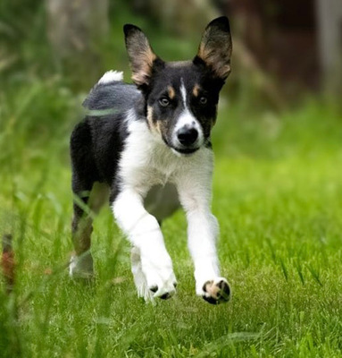 COILLE, Border Collie Welpen - Rüde