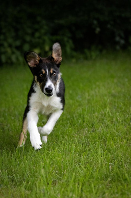 COILLE, Border Collie Welpen - Rüde
