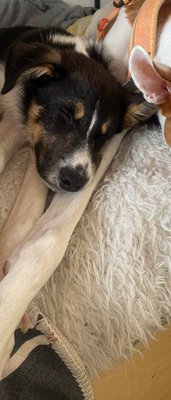 COILLE, Border Collie Welpen - Rüde