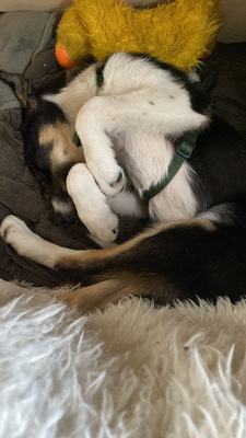 COILLE, Border Collie Welpen - Rüde