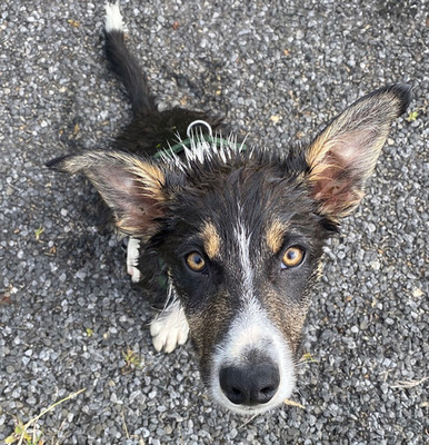 COILLE, Border Collie Welpen - Rüde