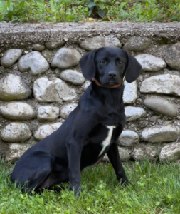 COLA - super intelligente Kuschelmaus sucht IHRE Familie, COLA - super intelligente Kuschelmaus sucht IHRE Familie - Hündin