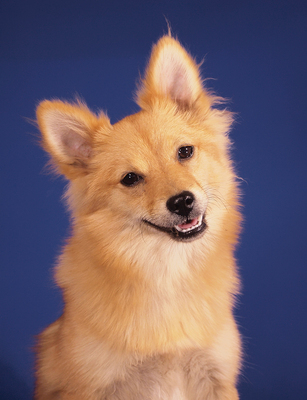 COLETTE - R E S E R V I E R T !!!!! freundlich, sensibel, sehr anhänglich, gelehrig, lebhaft, katzenverträglich, anfangs ängstlich, Spitz - Hündin