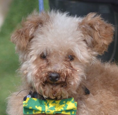 COLIN - Linares, Kleinpudel - kastriert - Rüde