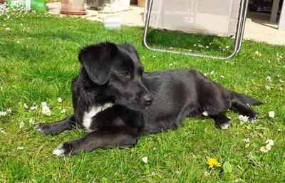 CONNIE, Mischling - Hündin