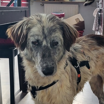 COOKIE (W)- anhänglich, verspielt, vorsichtig, Podenca - Hündin