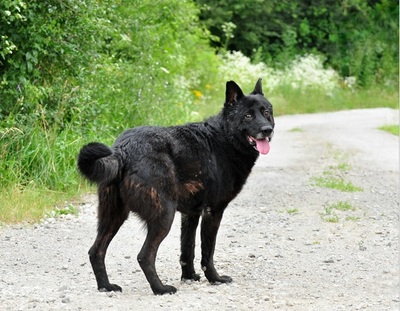 COOPER, Mischling - Rüde