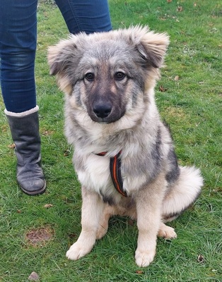 COOPER - R E S E R V I E R T !!!!! sehr lieb und freundlich, aufgeweckt, verschmust, fröhlich, lebhaft, neugierig, wachsam, Mischling (Video auf HP) - Betreuungsplatz NÖ - Rüde