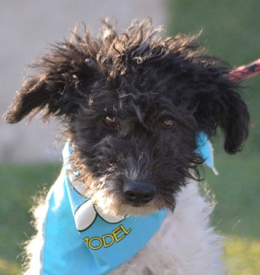 CORY - Linares, Kleiner Mischling - unkastriert Welpen - Rüde