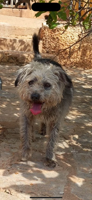CRACK, Terrier-Mischling - Rüde