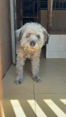 CRACK, Terrier-Mischling - Rüde