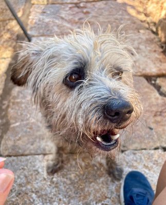 CRACK, Terrier-Mischling - Rüde