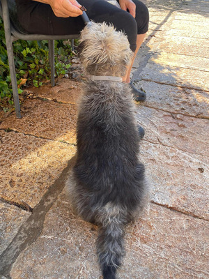 CRACK, Terrier-Mischling - Rüde