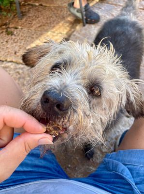 CRACK, Terrier-Mischling - Rüde
