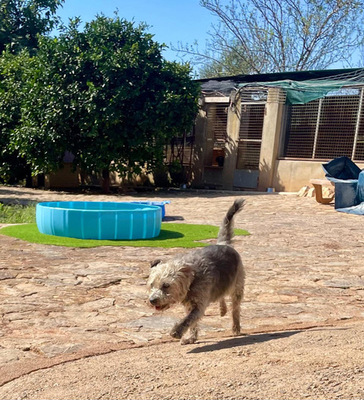 CRACK, Terrier-Mischling - Rüde