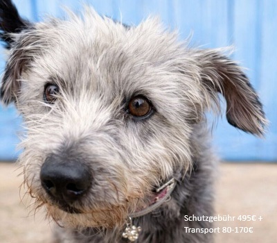 CRACK, Terrier-Mischling - Rüde