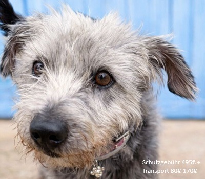 CRACK, Terrier-Mischling - Rüde