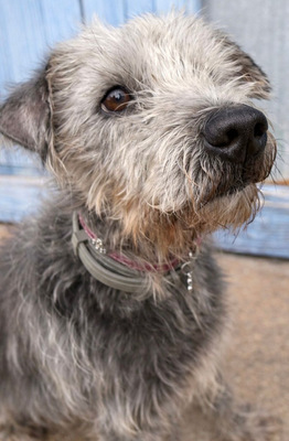 CRACK, Terrier-Mischling - Rüde