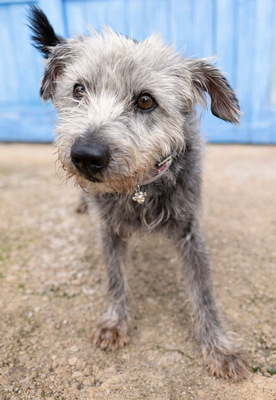 CRACK, Terrier-Mischling - Rüde