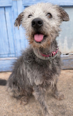 CRACK, Terrier-Mischling - Rüde