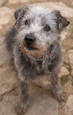 CRACK, Terrier-Mischling - Rüde