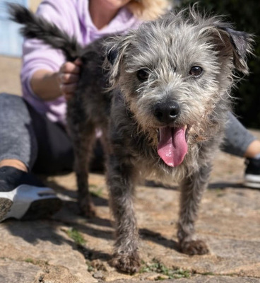 CRACK, Terrier-Mischling - Rüde