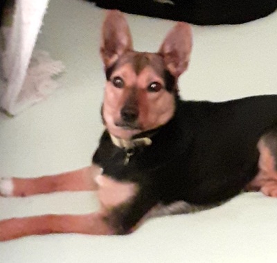 CRISPINA, Pinschermischling - Hündin