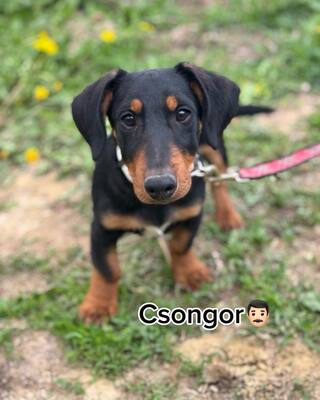 💙💙💙 CSONGOR kleiner lieber Dackel-Mischlings-Bub sucht Dich…💙💙💙, Dackel-Mischling Welpen - Rüde