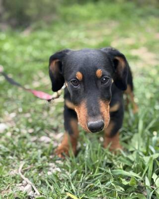 💙💙💙 CSONGOR kleiner lieber Dackel-Mischlings-Bub sucht Dich…💙💙💙, Dackel-Mischling Welpen - Rüde