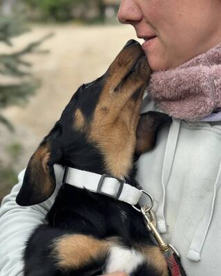 💙💙💙 CSONGOR kleiner lieber Dackel-Mischlings-Bub sucht Dich…💙💙💙, Dackel-Mischling Welpen - Rüde