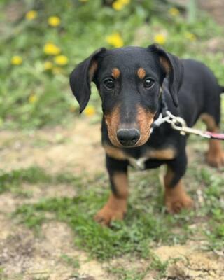 💙💙💙 CSONGOR kleiner lieber Dackel-Mischlings-Bub sucht Dich…💙💙💙, Dackel-Mischling Welpen - Rüde