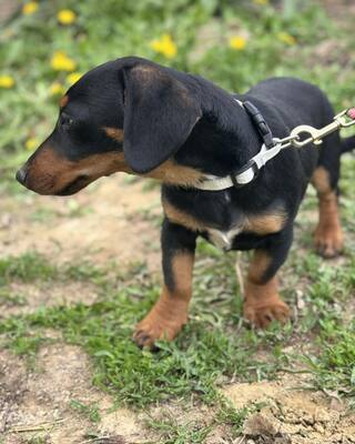 💙💙💙 CSONGOR kleiner lieber Dackel-Mischlings-Bub sucht Dich…💙💙💙, Dackel-Mischling Welpen - Rüde