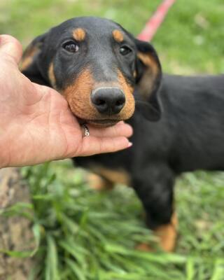 💙💙💙 CSONGOR kleiner lieber Dackel-Mischlings-Bub sucht Dich…💙💙💙, Dackel-Mischling Welpen - Rüde