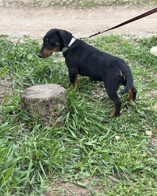 💙💙💙 CSONGOR kleiner lieber Dackel-Mischlings-Bub sucht Dich…💙💙💙, Dackel-Mischling Welpen - Rüde