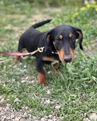 💙💙💙 CSONGOR kleiner lieber Dackel-Mischlings-Bub sucht Dich…💙💙💙, Dackel-Mischling Welpen - Rüde