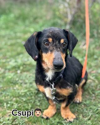 💙💙💙CSUPI kleiner lieber Dackel-Mischlings-Bub sucht Dich…💙💙💙, Dackel-Mischling - Rüde